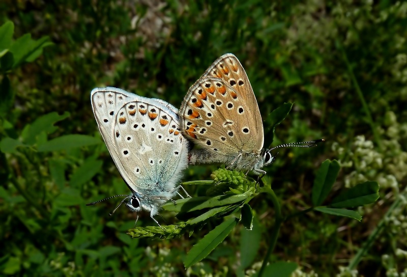 ...in attesa dei primi incontri...QUIZZZZZZ